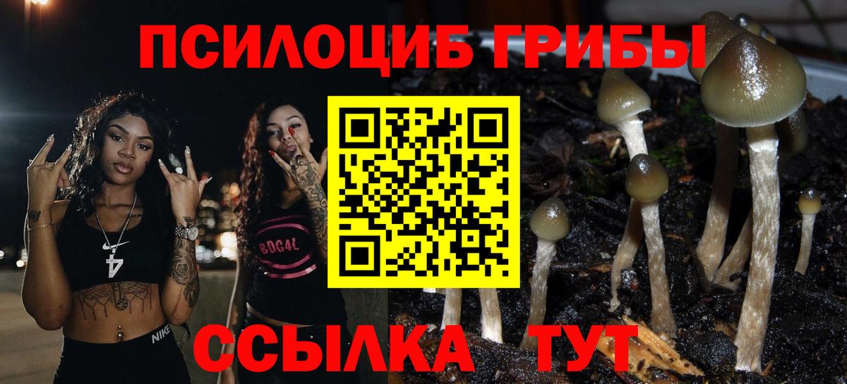 Псилоцибиновые грибы Cubensis  Урус-Мартан  Псилоцибиновые грибы Psilocybe 